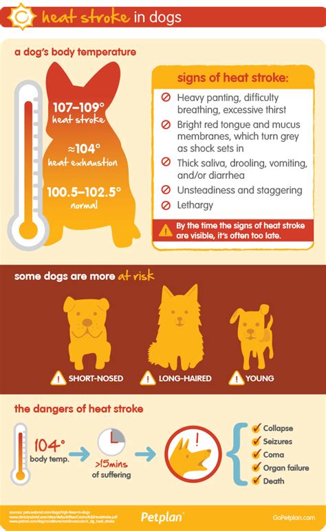  Just be aware that no pet should be exposed to temperature extremes, either hot or cold